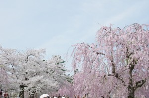 2012弘前公園05