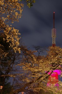 2013八幡山公園夜桜01